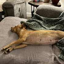 Thumbnail photo of Berry #4