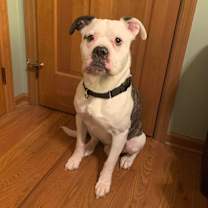 Thumbnail photo of Griswold #2