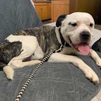 Thumbnail photo of Griswold #3