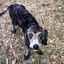 Thumbnail photo of Stella #2