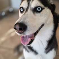 Thumbnail photo of Luna #1