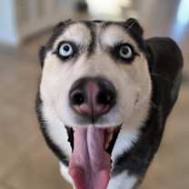 Thumbnail photo of Luna #4