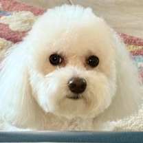 Thumbnail photo of Molly #1