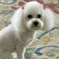 Thumbnail photo of Molly #2