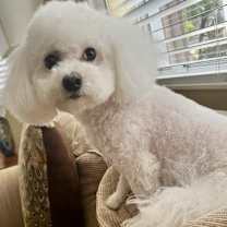 Thumbnail photo of Molly #3