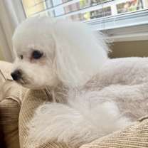 Thumbnail photo of Molly #4