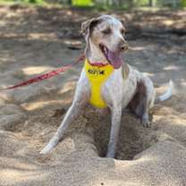 Thumbnail photo of Cookie #4