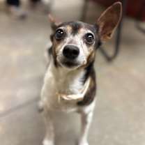 Thumbnail photo of Bella #1