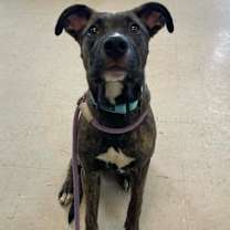 Thumbnail photo of Ginger Snap #2