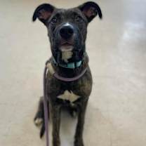 Thumbnail photo of Ginger Snap #3