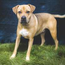 Thumbnail photo of Bruno Elvis #1