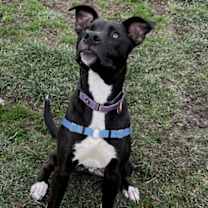 Thumbnail photo of Moose #2