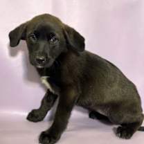 Thumbnail photo of Cocoa #2