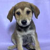 Thumbnail photo of Toffee #1