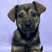 Thumbnail photo of Serena #3