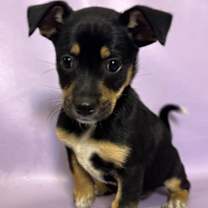 Thumbnail photo of Venus #3