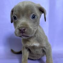 Thumbnail photo of Alice #1