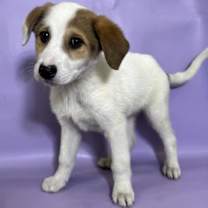 Thumbnail photo of Swirl #1