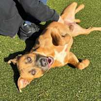 Thumbnail photo of Taz #1