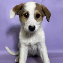 Thumbnail photo of Swirl #2