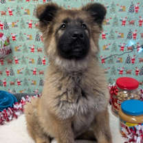 Thumbnail photo of Koda #1