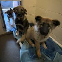 Thumbnail photo of Koda #2