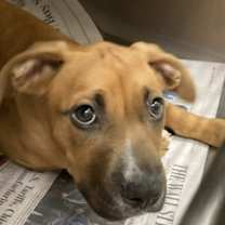 Thumbnail photo of Christabel #1