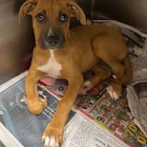 Thumbnail photo of Christabel #2