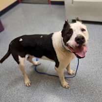 Thumbnail photo of Bruce #2