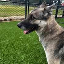 Thumbnail photo of Pumpkin #2