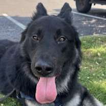 Thumbnail photo of Scar OS #2