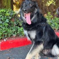 Thumbnail photo of Scar OS #3