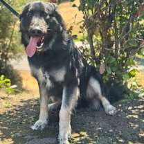 Thumbnail photo of Scar OS #4