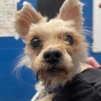 Thumbnail photo of Samson #1