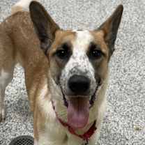 Thumbnail photo of Mufasa #1