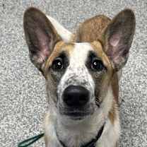 Thumbnail photo of Mufasa #2