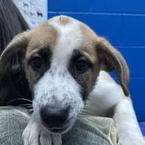 Thumbnail photo of Mufasa #3