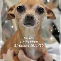 Thumbnail photo of Farah #1