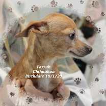 Thumbnail photo of Farah #2