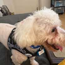 Thumbnail photo of Ladoo 13626 #3