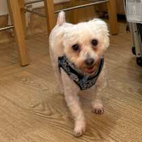 Thumbnail photo of Ladoo 13626 #4