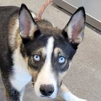 Thumbnail photo of Ranger #1