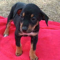 Thumbnail photo of Vance #2