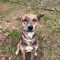 Thumbnail photo of Bella #1