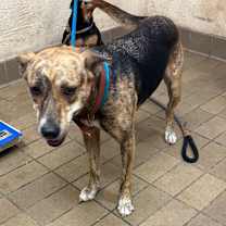 Thumbnail photo of Bella #2