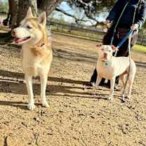 Thumbnail photo of Daphne Lovelight Supreme #4