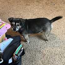 Thumbnail photo of Rico #1