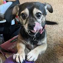 Thumbnail photo of Rico #2