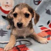 Thumbnail photo of Effie #2