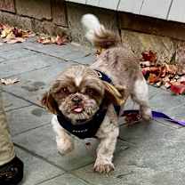 Thumbnail photo of Montgomery #1